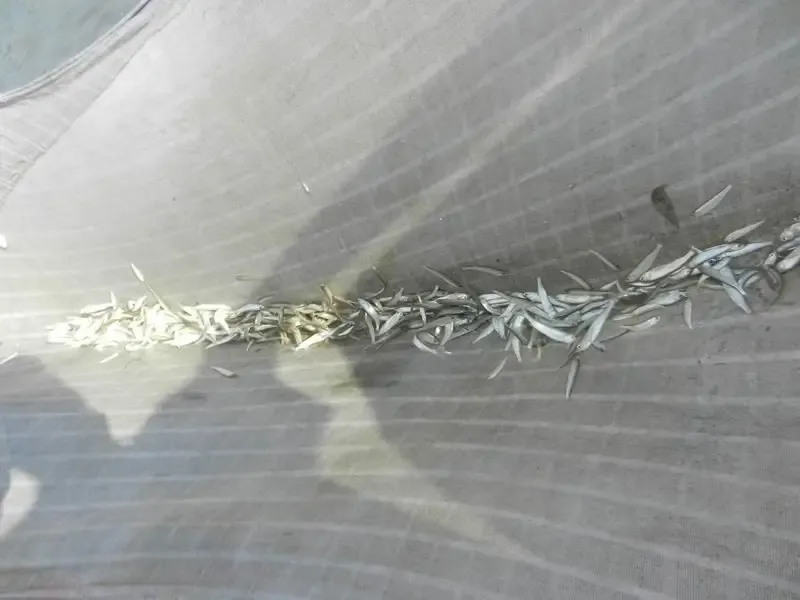 rescuing-water-animals-from-the-drying-out-talab-in-jadan-ashram bodyImage